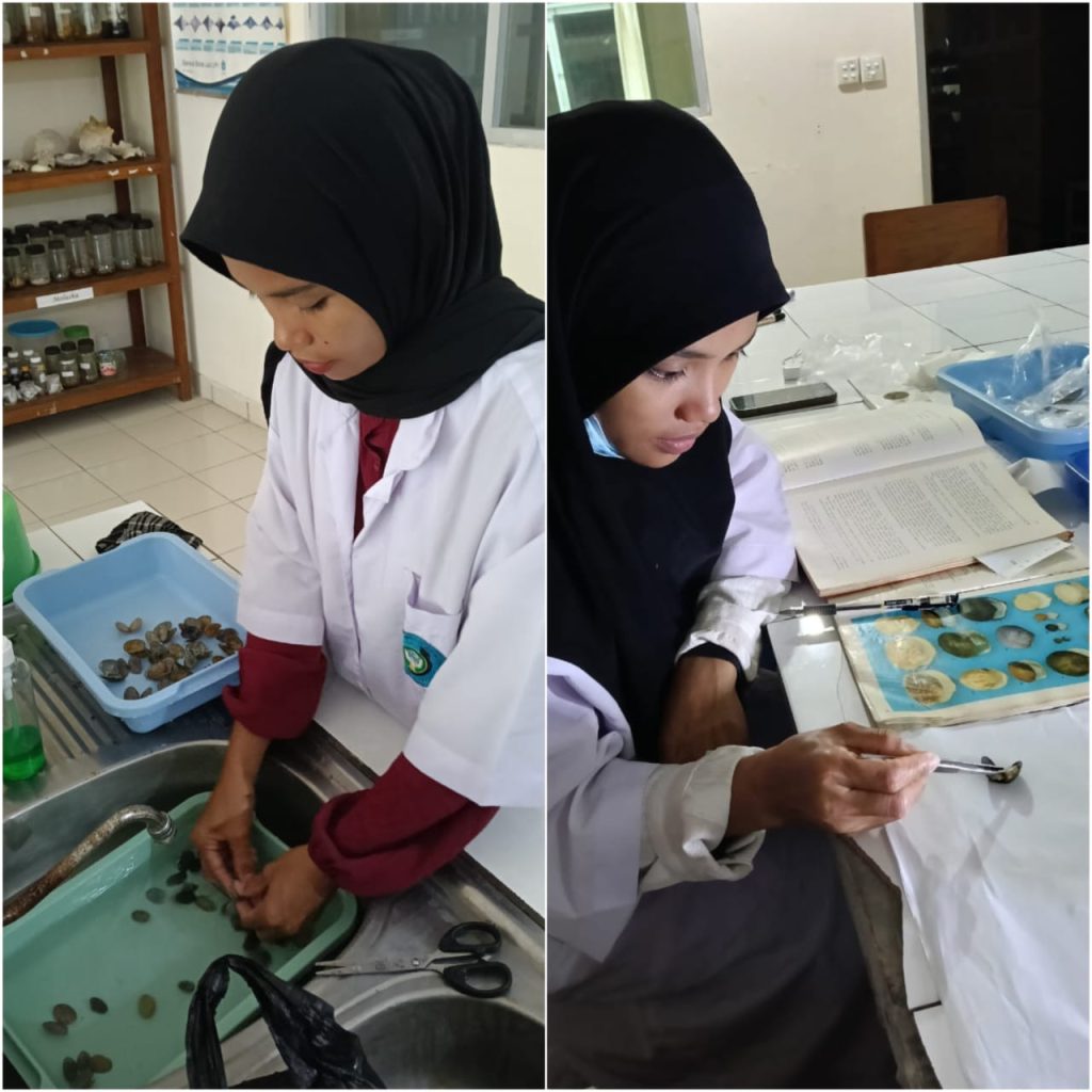 Identifikasi Mollusca-Penelitian Mahasiswa Universitas Muhammadiyah Ambon. 8 Oktober 2025